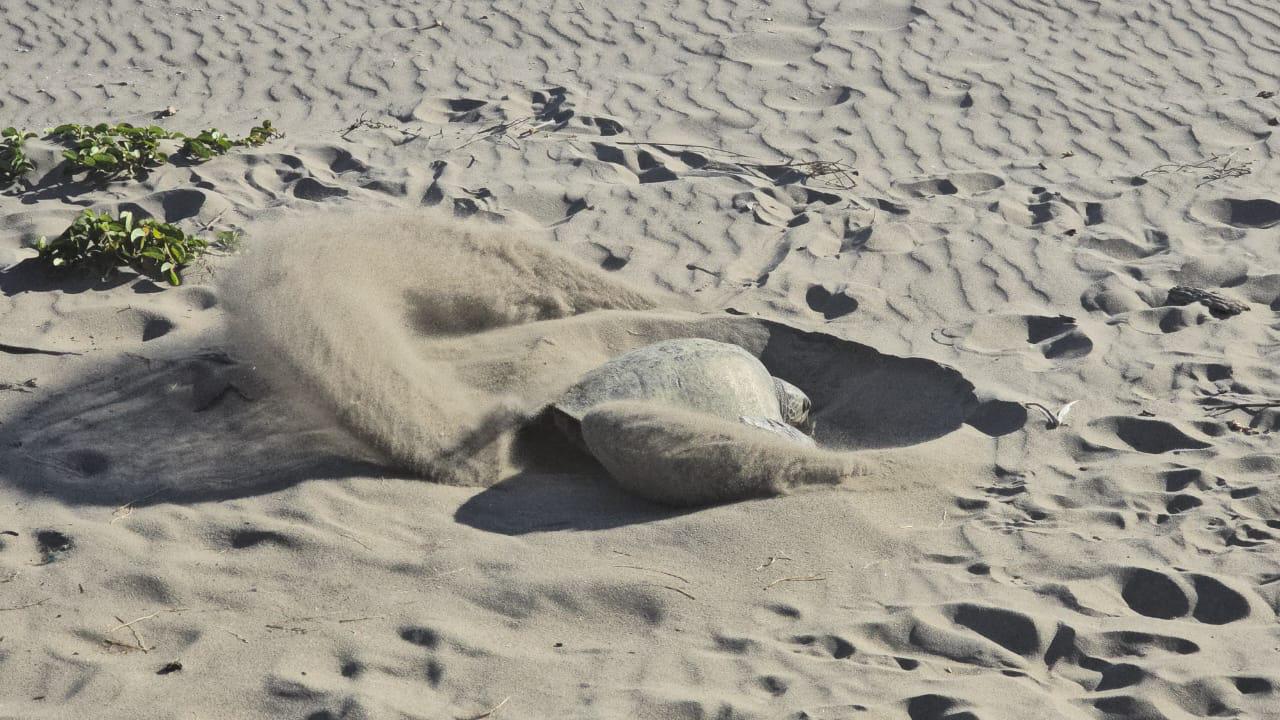 $!Sorprende a bañistas tortuga que salió a desovar en playa de Rosario