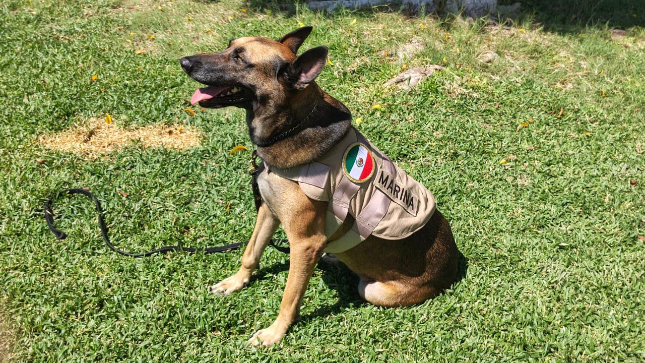 $!Rinde Marina homenaje al canino ‘Hema’, en emotiva ceremonia de jubilación, en Mazatlán