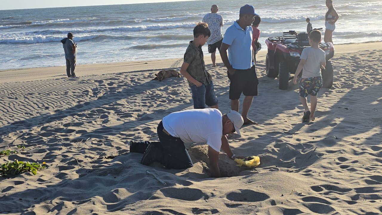 $!Sorprende a bañistas tortuga que salió a desovar en playa de Rosario