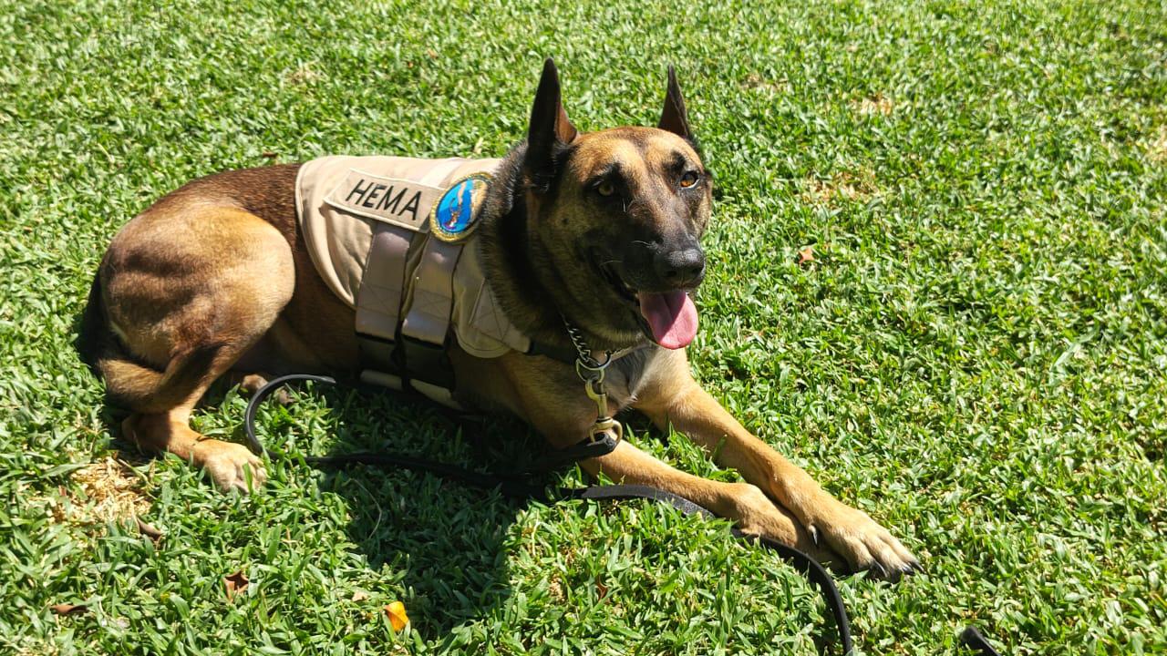 $!Rinde Marina homenaje al canino ‘Hema’, en emotiva ceremonia de jubilación, en Mazatlán