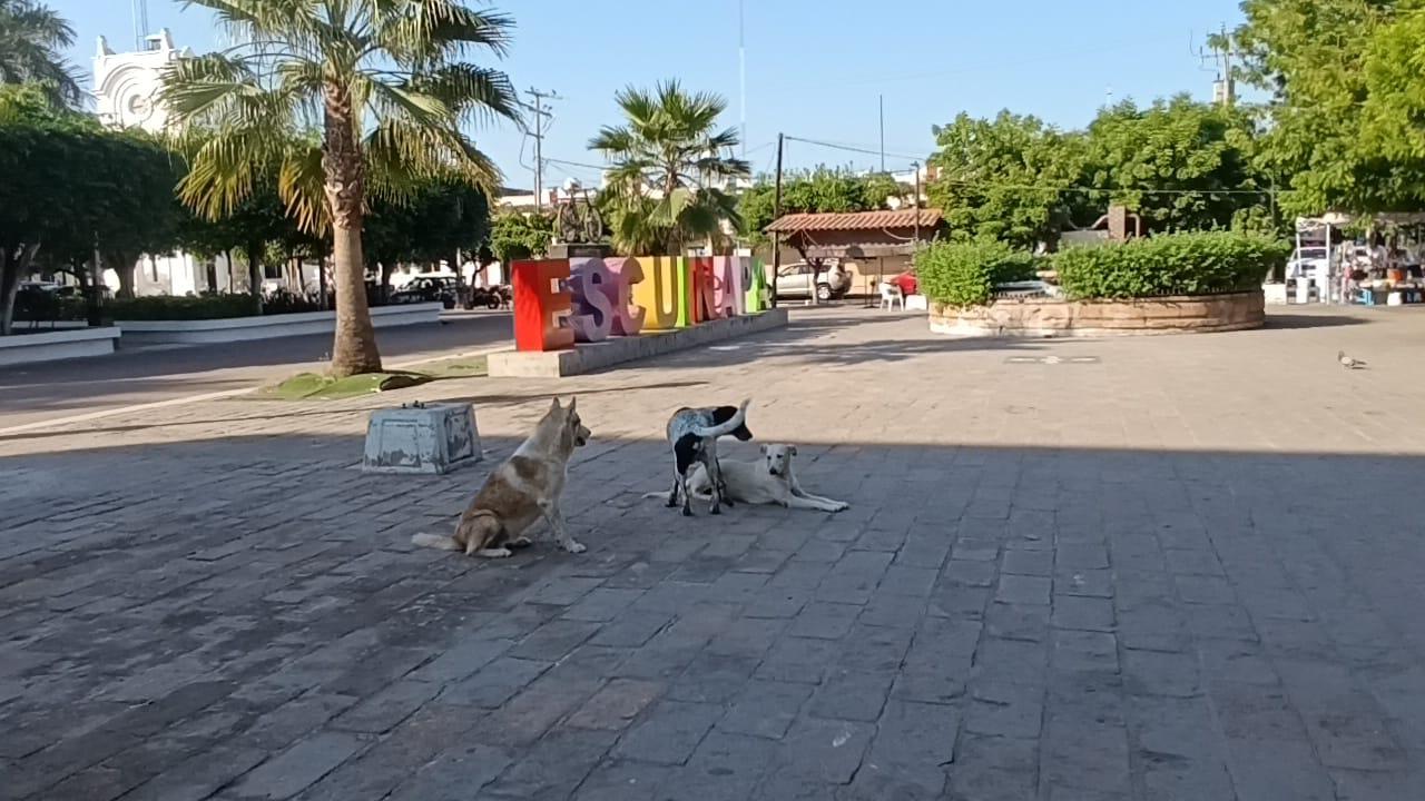 $!Perritos custodian la plazuela Ramón Corona, en Escuinapa