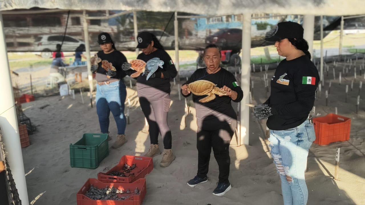 $!Marisela descubrió la pasión de conservar a la tortuga marina al cocinar en campamento
