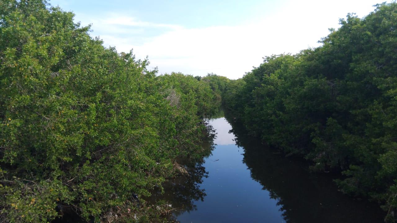 $!Mazatlán pierde manglares por rellenos, invasiones y crecimiento insostenible: ambientalista