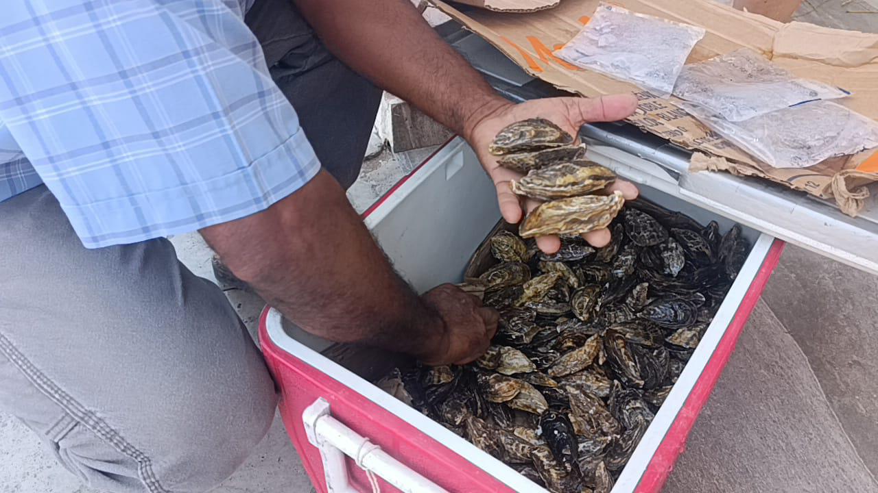 $!Cosechan en Teacapán el ostión que fue donado por chefs de Mazatlán