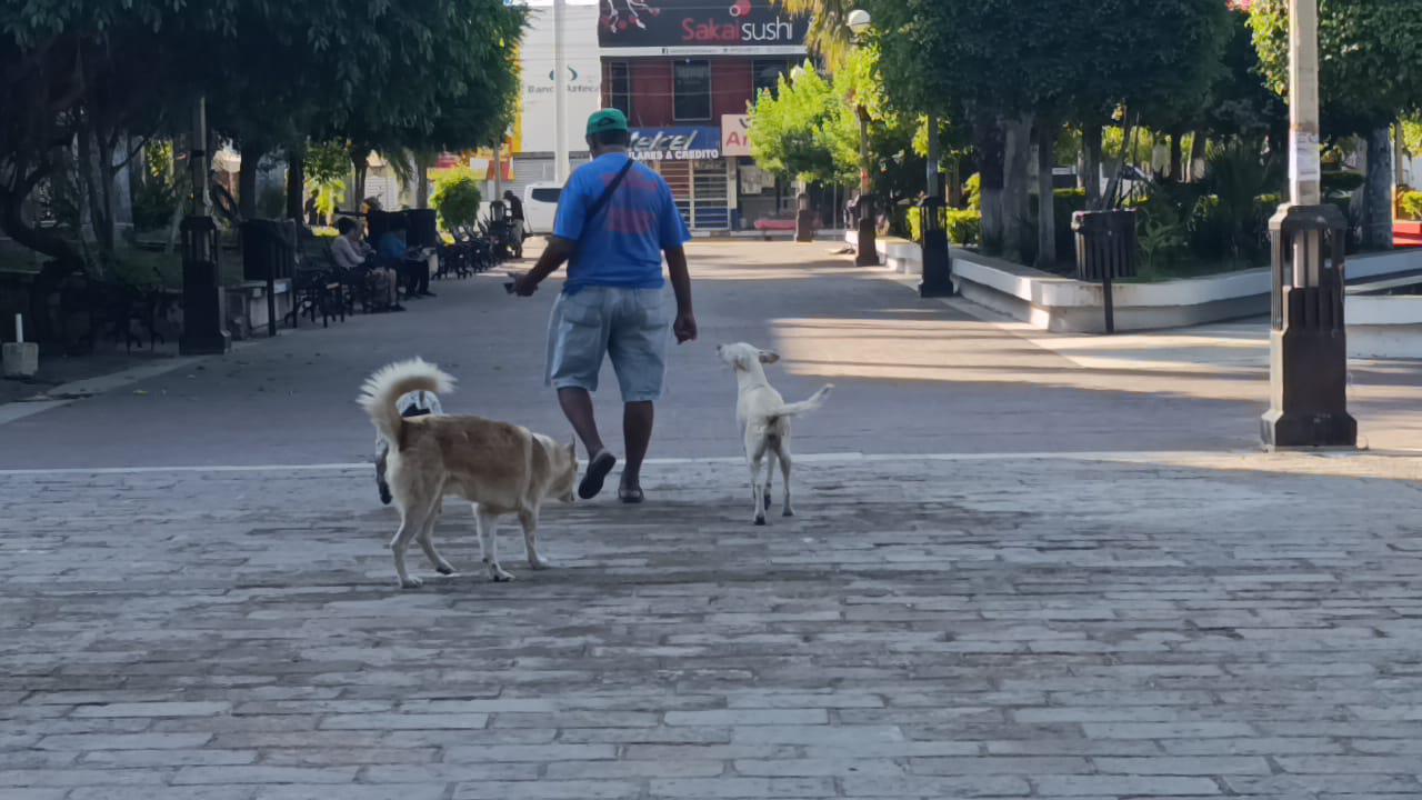 $!Perritos custodian la plazuela Ramón Corona, en Escuinapa