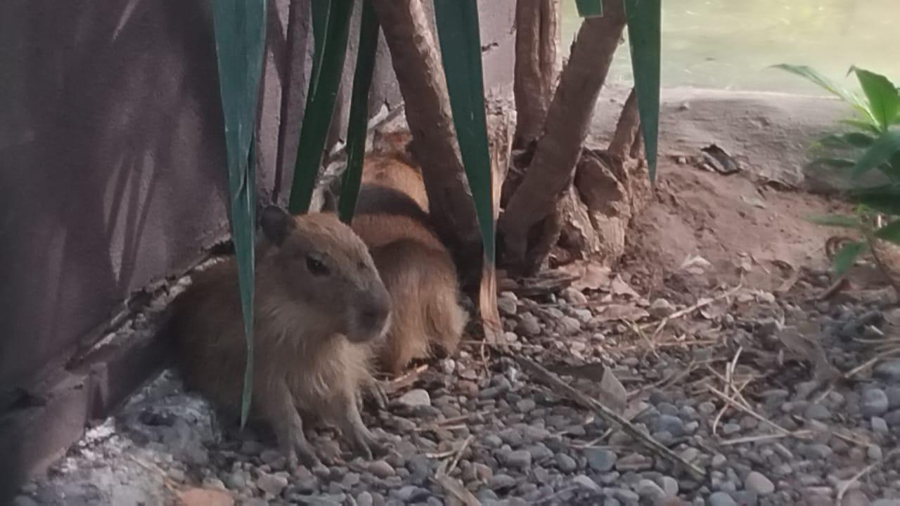 $!Inauguran la Casa Capibara en el Gran Acuario de Mazatlán Mar de Cortés
