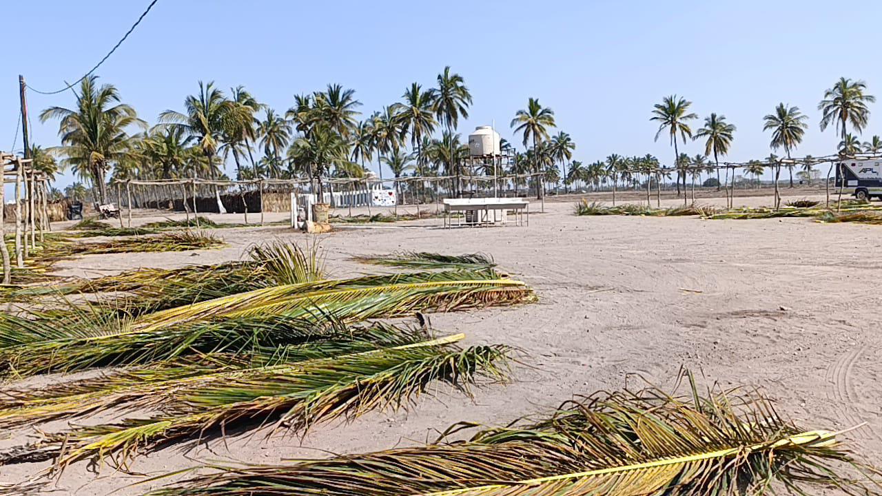 $!Vence plazo para pago de enramadas en Las Cabras, en Escuinapa