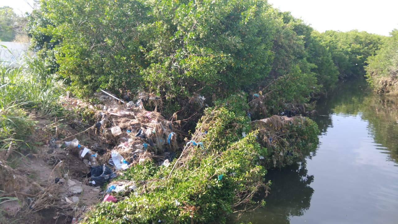 $!Mazatlán pierde manglares por rellenos, invasiones y crecimiento insostenible: ambientalista