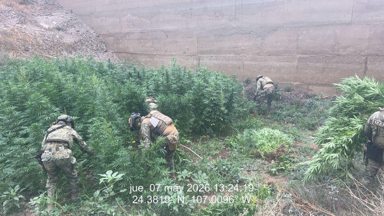 $!Marina inhabilita laboratorio clandestino y plantío de mariguana en Culiacán