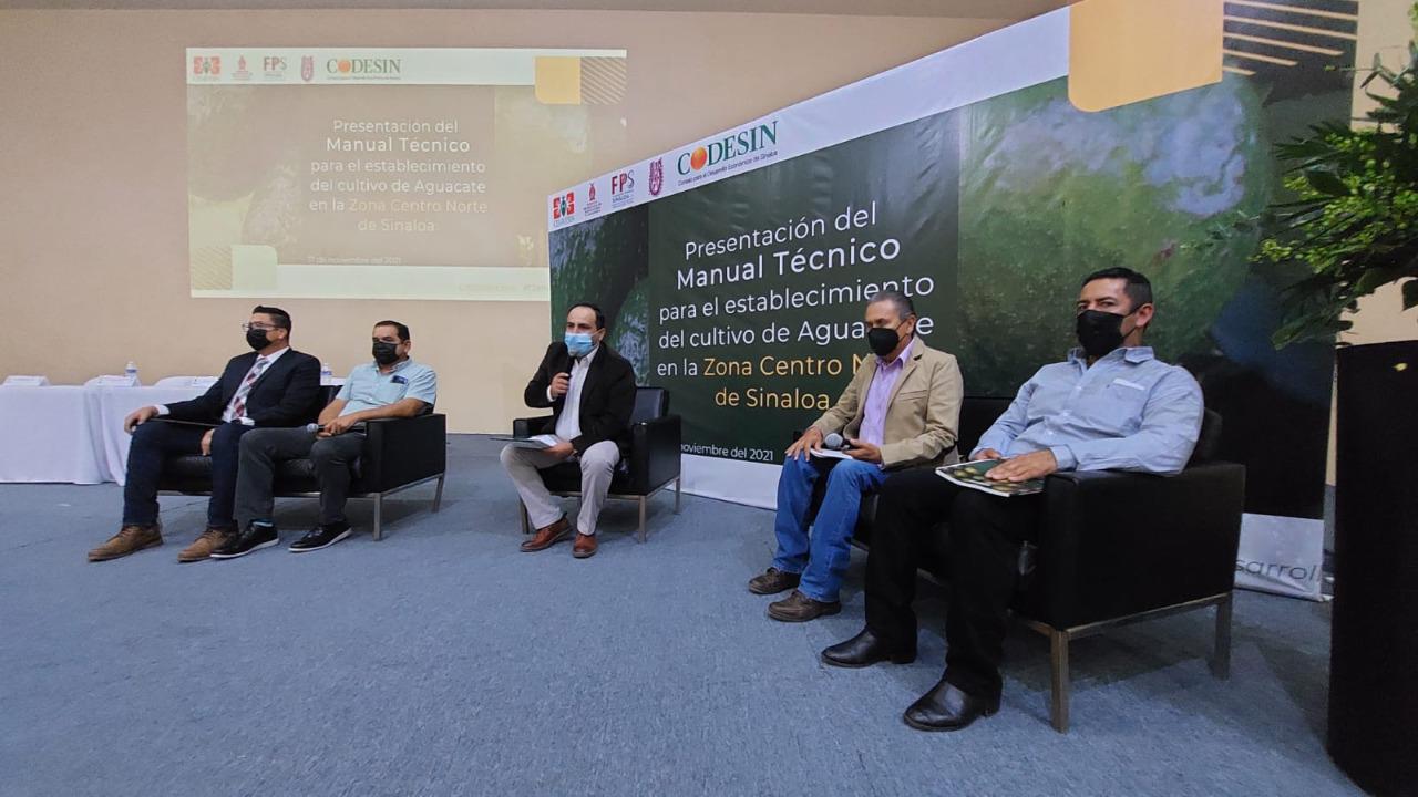 $!Asoma el aguacate como cultivo alternativo y rentable para Sinaloa