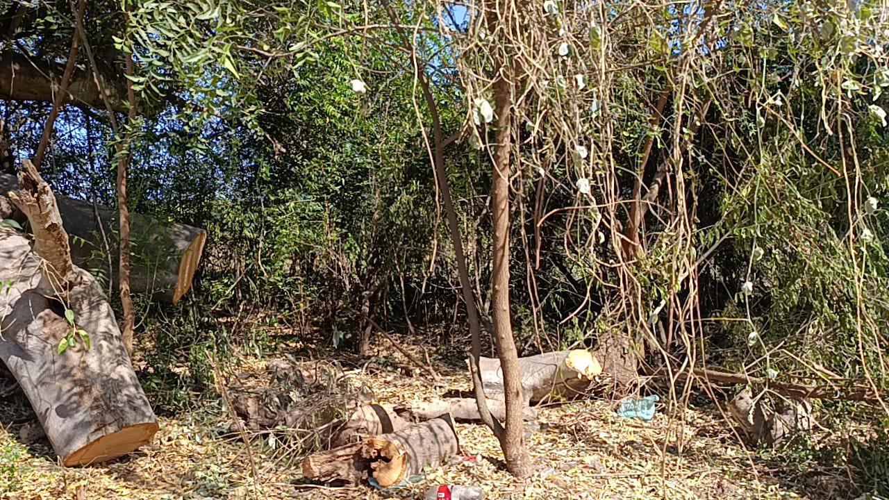 $!Prevalece tala clandestina de árboles en Escuinapa: ex alcalde