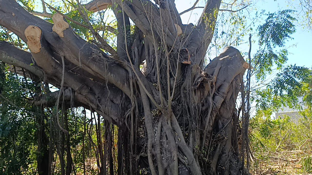 $!Prevalece tala clandestina de árboles en Escuinapa: ex alcalde