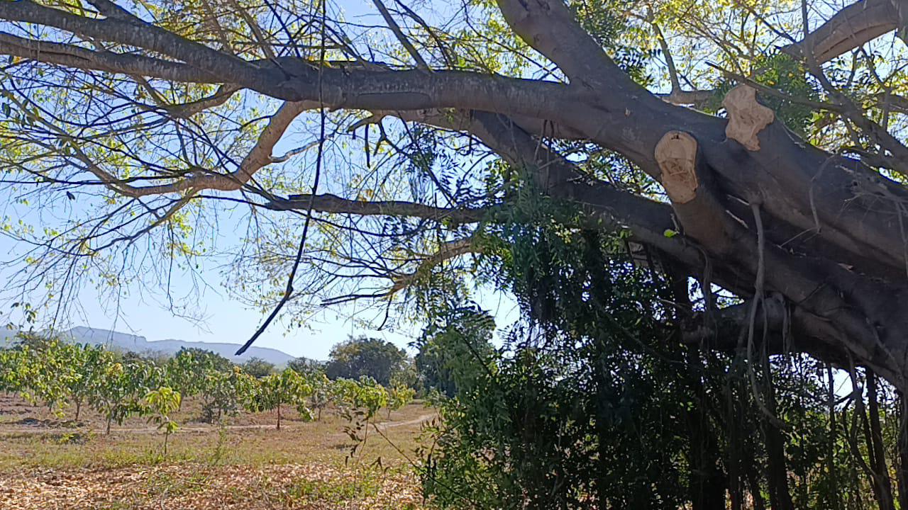 $!Prevalece tala clandestina de árboles en Escuinapa: ex alcalde