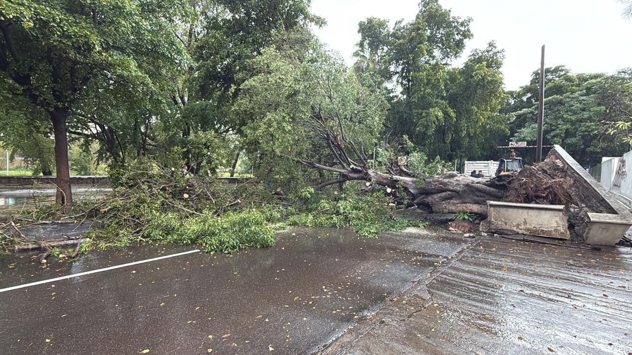 $!Cae árbol sobre el Malecón Viejo durante lluvia este sábado en Culiacán
