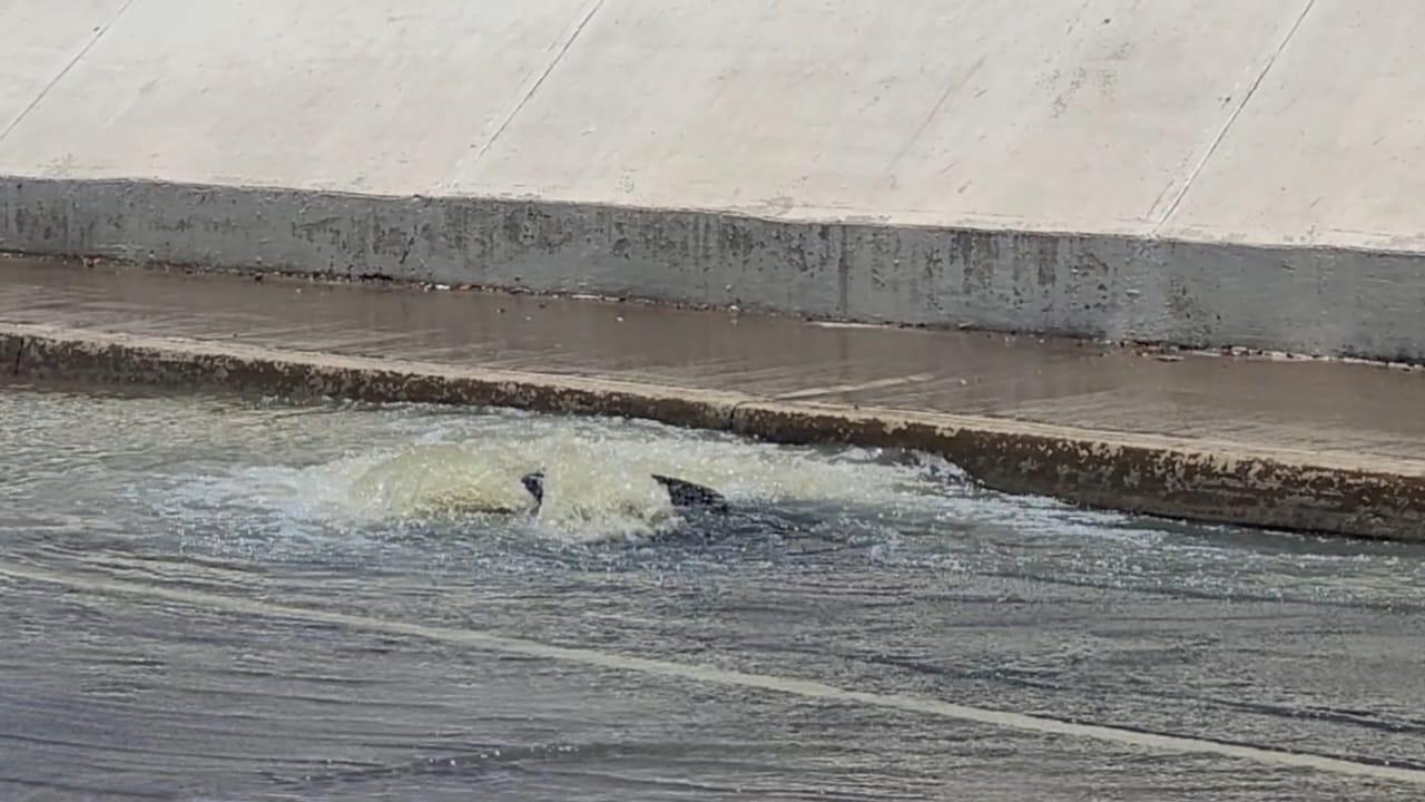 $!Brotan aguas negras en diversas zonas de Culiacán; ahora en el malecón nuevo