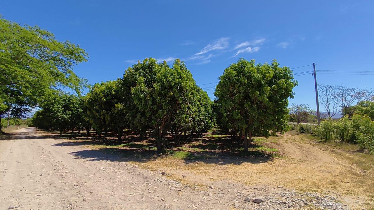 $!AARB pide a Gobierno de Sinaloa declarar temporada de mango como ‘desastrosa’ por baja floración