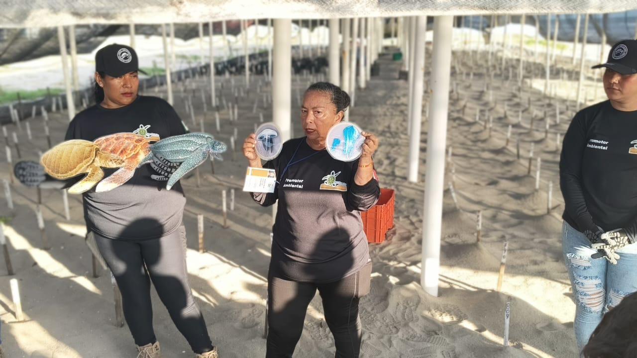 $!Realizan en Rosario la primera liberación masiva de crías de tortuga marina de la temporada