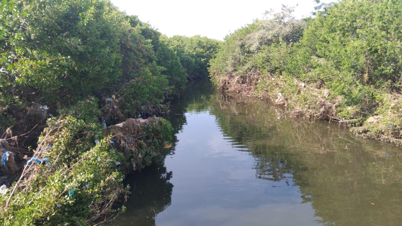 $!Mazatlán pierde manglares por rellenos, invasiones y crecimiento insostenible: ambientalista