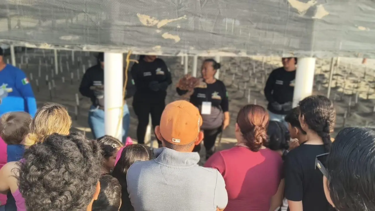 $!Marisela descubrió la pasión de conservar a la tortuga marina al cocinar en campamento