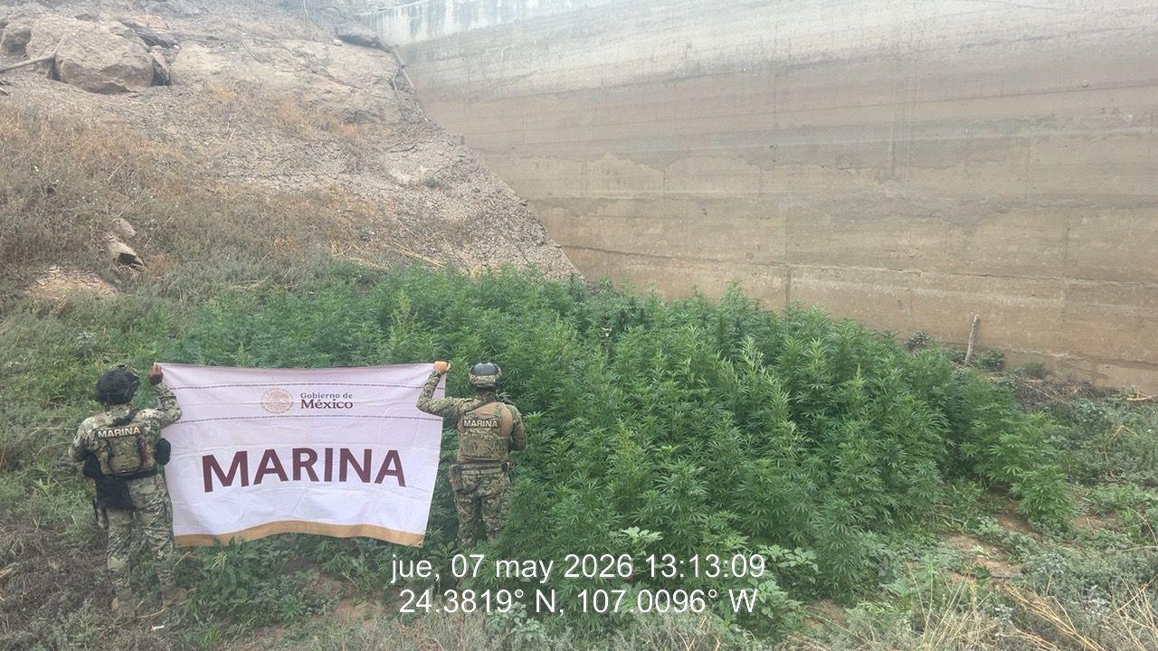 $!Marina inhabilita laboratorio clandestino y plantío de mariguana en Culiacán