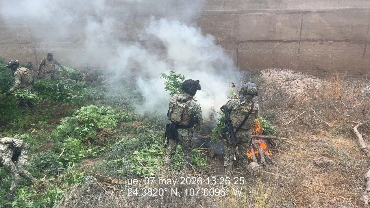 $!Marina inhabilita laboratorio clandestino y plantío de mariguana en Culiacán