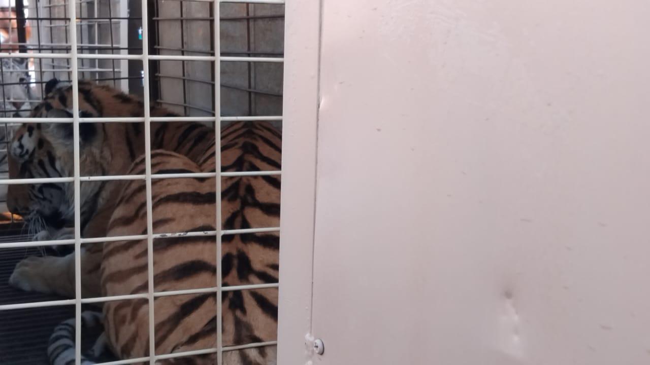 $!Animales del Santuario Ostok se van a proyecto turístico en Mazatlán