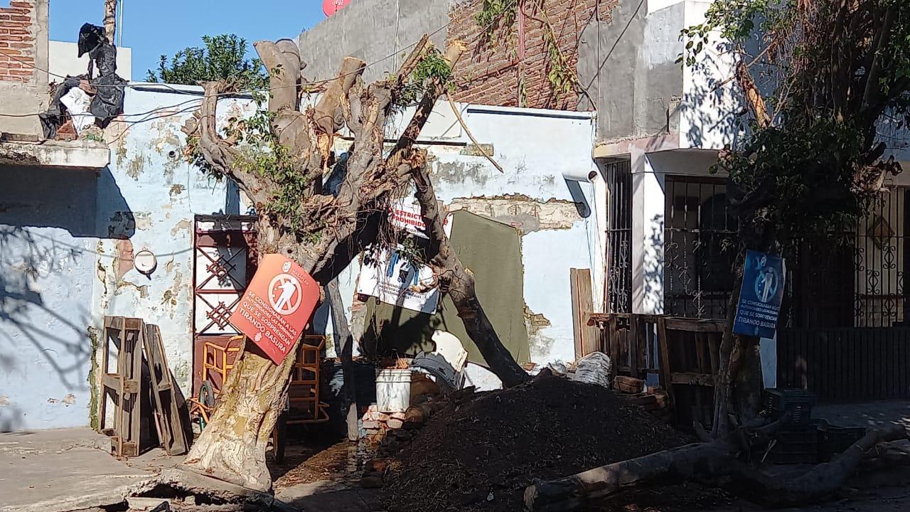 $!A más de 15 días del azote de ‘Pamela’, árboles y ramas arrancados por los vientos bloquean banquetas y vialidades de Mazatlán