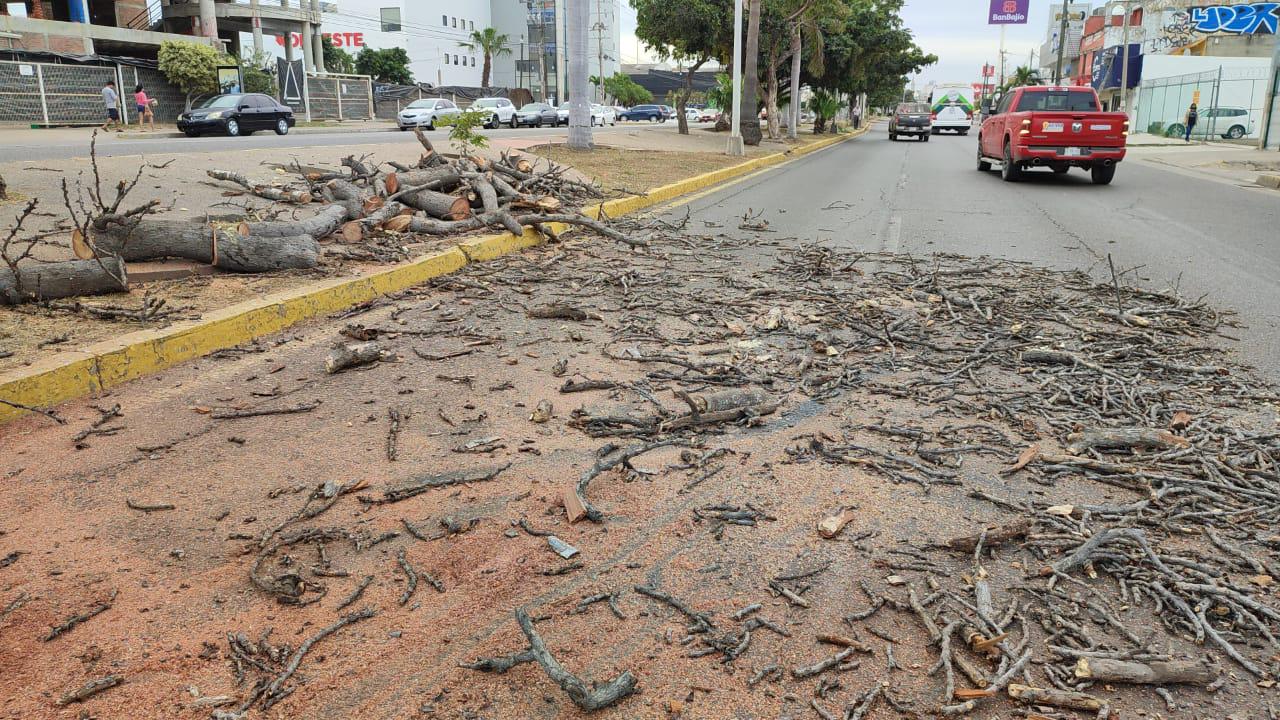 $!Gobierno de Mazatlán sigue con el desmoche de árboles; ahora cortan los de la Avenida Benemérito de las Américas