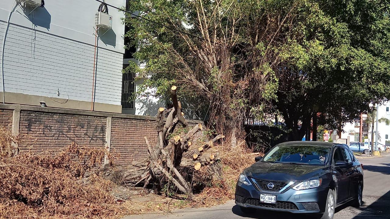 $!A más de 15 días del azote de ‘Pamela’, árboles y ramas arrancados por los vientos bloquean banquetas y vialidades de Mazatlán