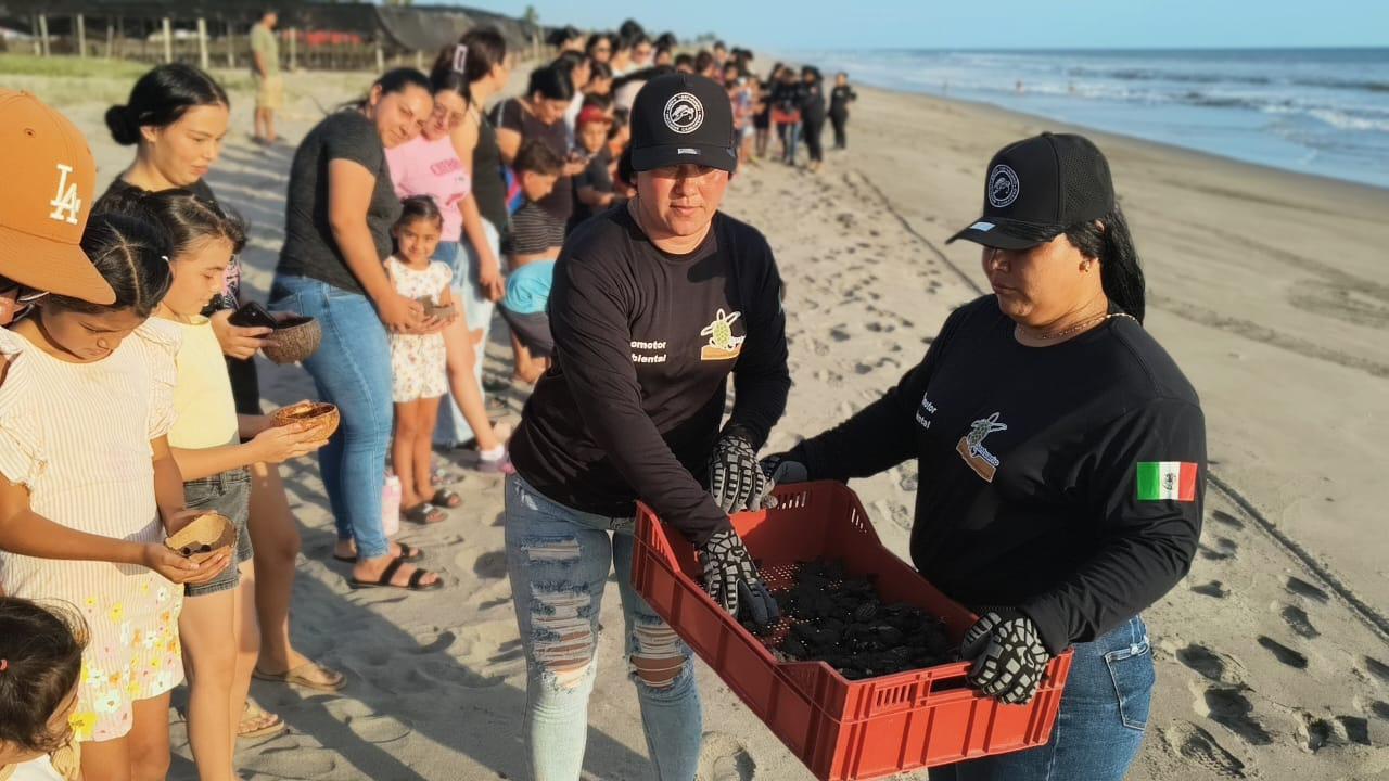 $!Realizan en Rosario la primera liberación masiva de crías de tortuga marina de la temporada