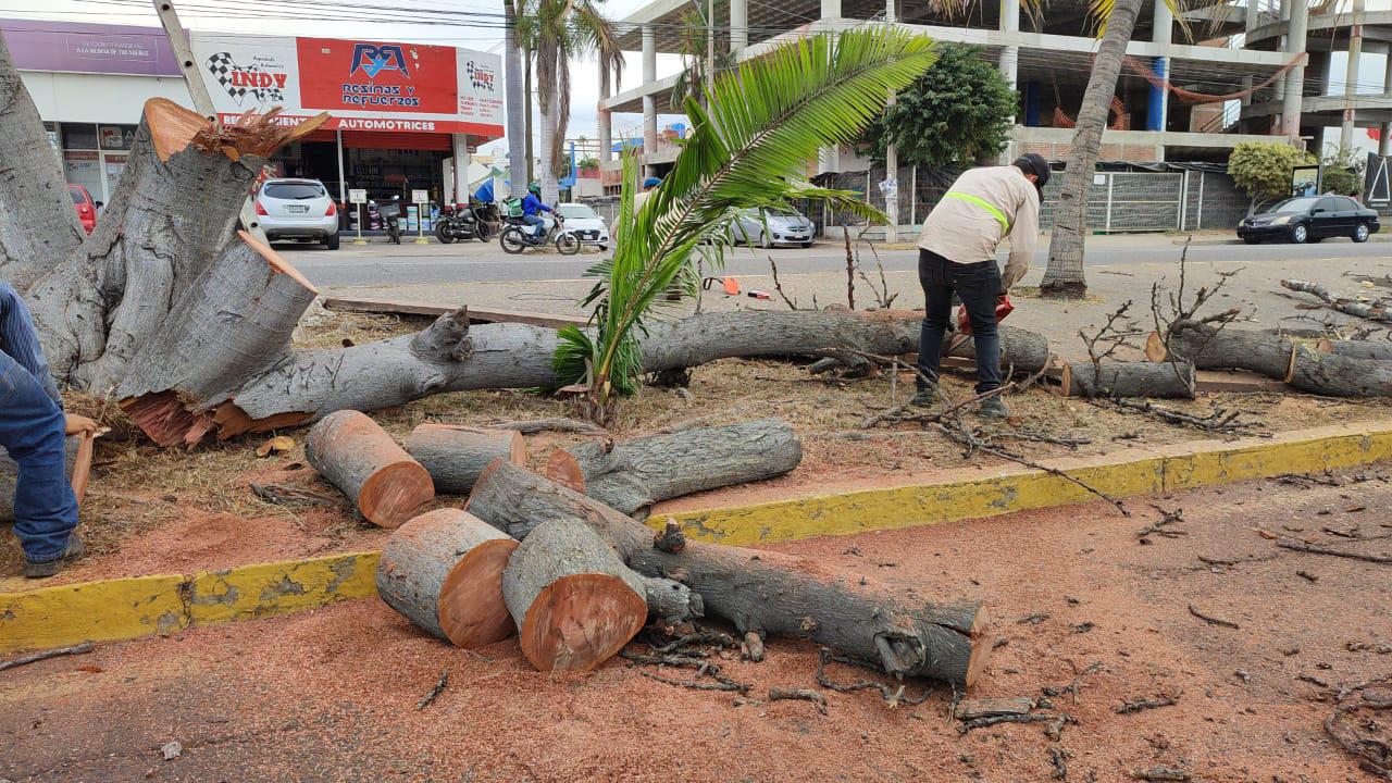 $!Gobierno de Mazatlán sigue con el desmoche de árboles; ahora cortan los de la Avenida Benemérito de las Américas