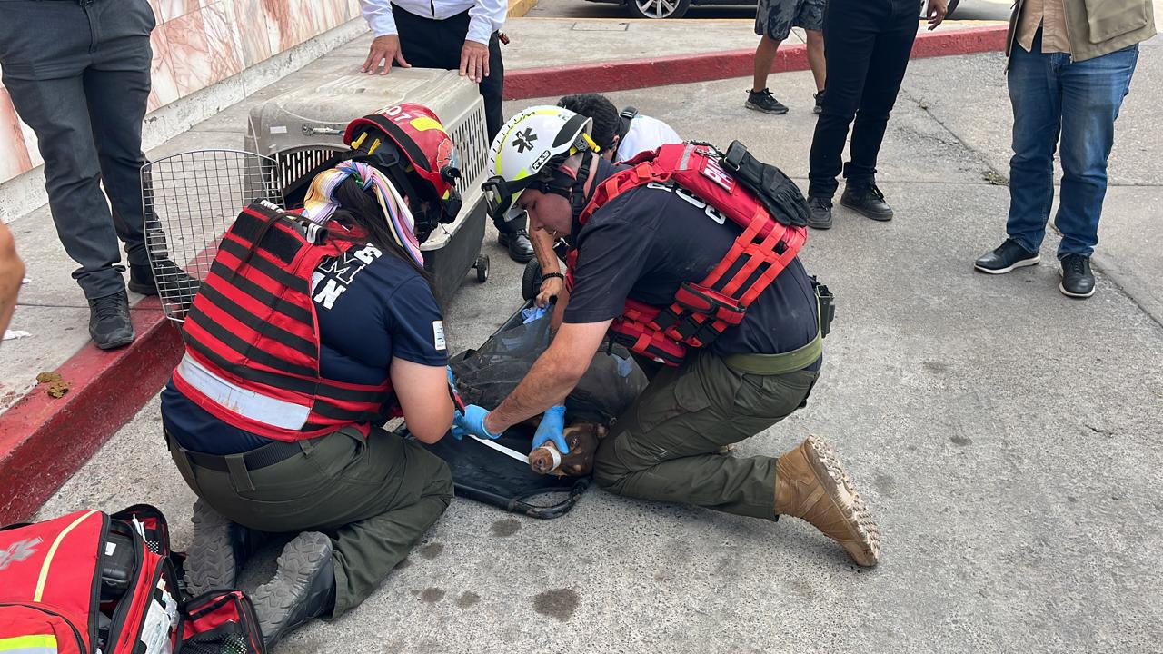 $!Grupo Gerum cumple 10 años de brindar auxilio a la población de Culiacán