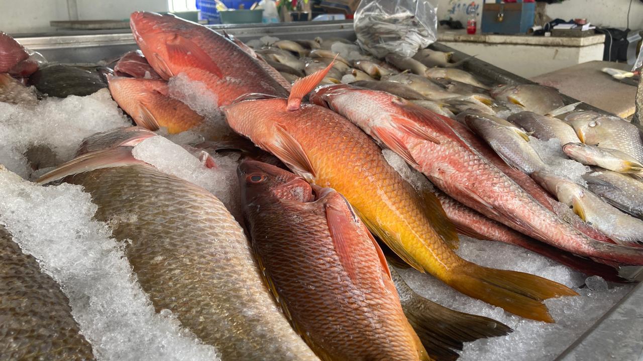 $!Registran alza en venta de pescado en embarcadero a la Isla de la Piedra