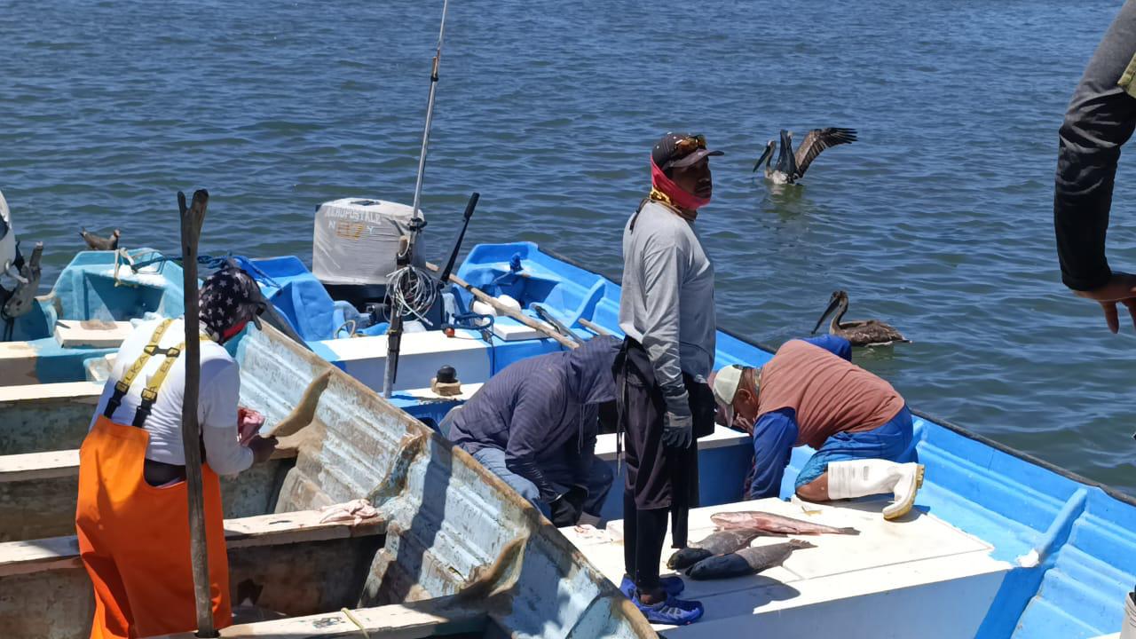 $!Tienen pescadores de Teacapán, Escuinapa, temporada regular