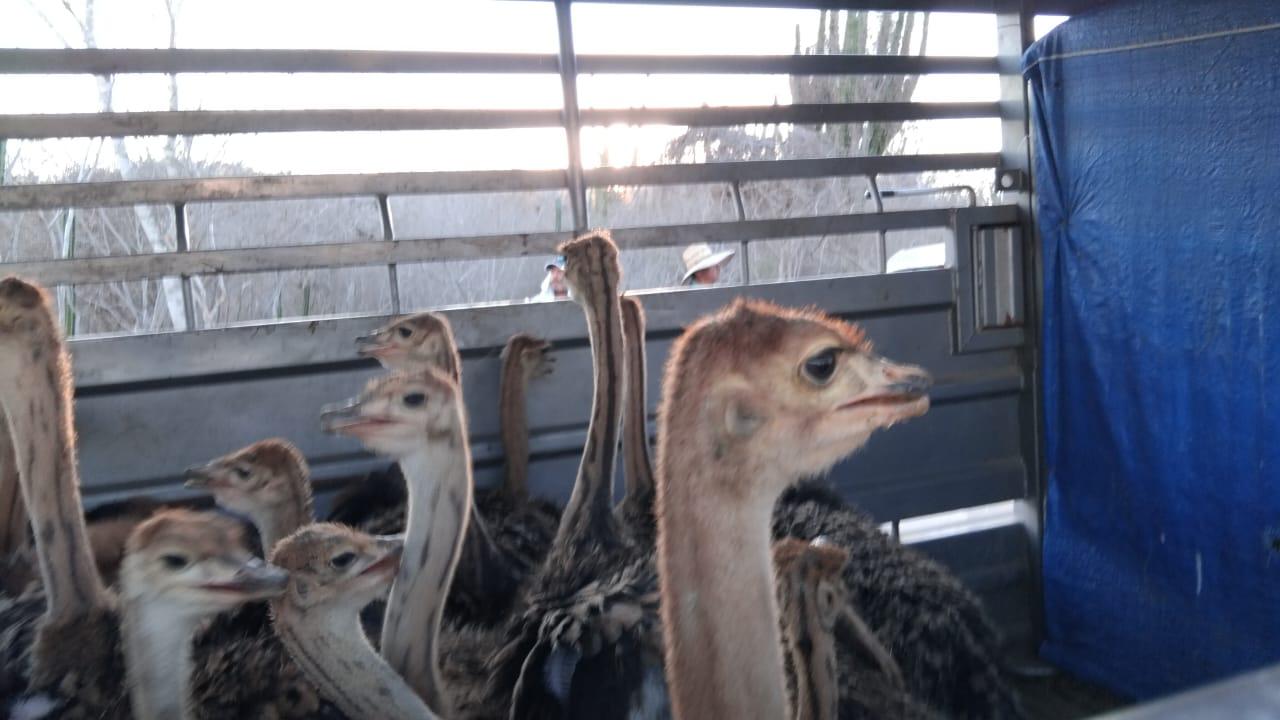 $!Animales del Santuario Ostok se van a proyecto turístico en Mazatlán