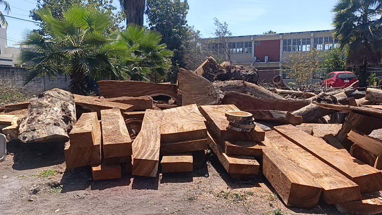 $!Un árbol de 70 años es tirado en secundaria de Escuinapa tras comenzar a secarse