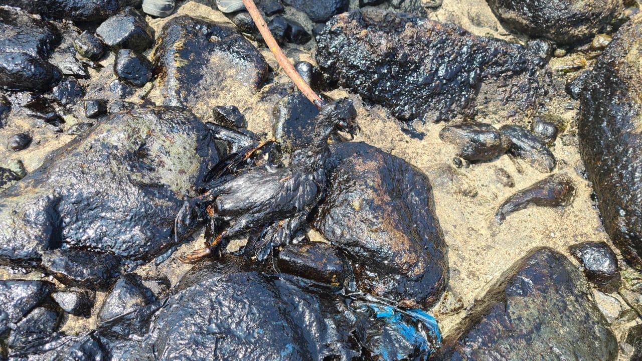 $!Aves muertas cubiertas de petróleo en las playas hasta donde llegó el petróleo por el derrame ocurrido el 15 de enero.