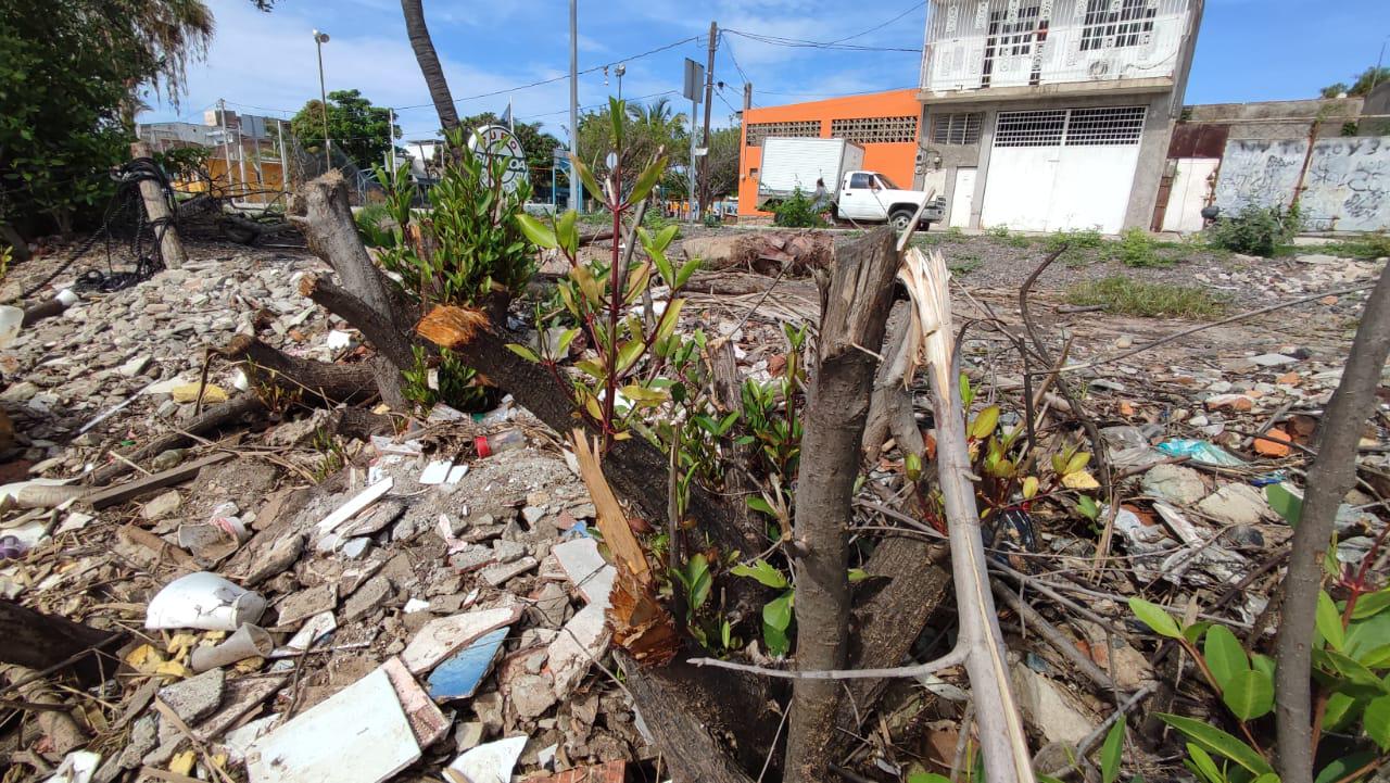 $!En Mazatlán, nada detiene la destrucción del Estero del Infiernillo
