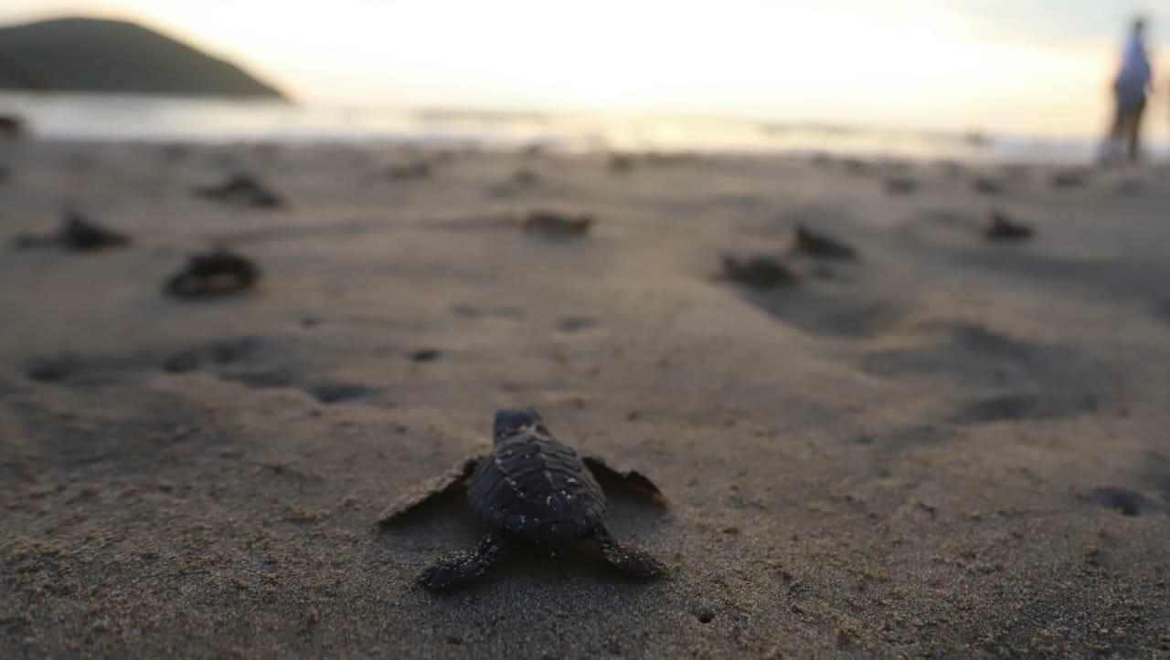 $!La liberación de tortugas se fusiona con el atardecer en Mazatlán