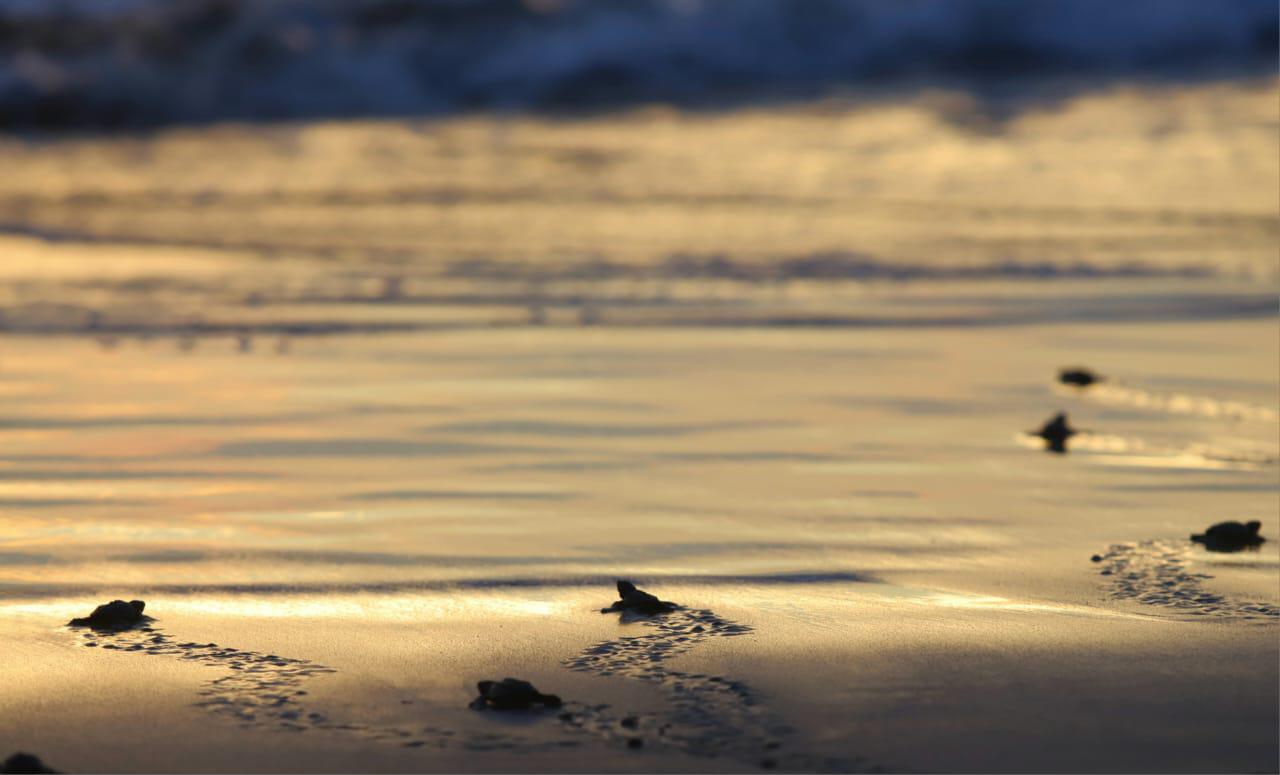 $!La liberación de tortugas se fusiona con el atardecer en Mazatlán