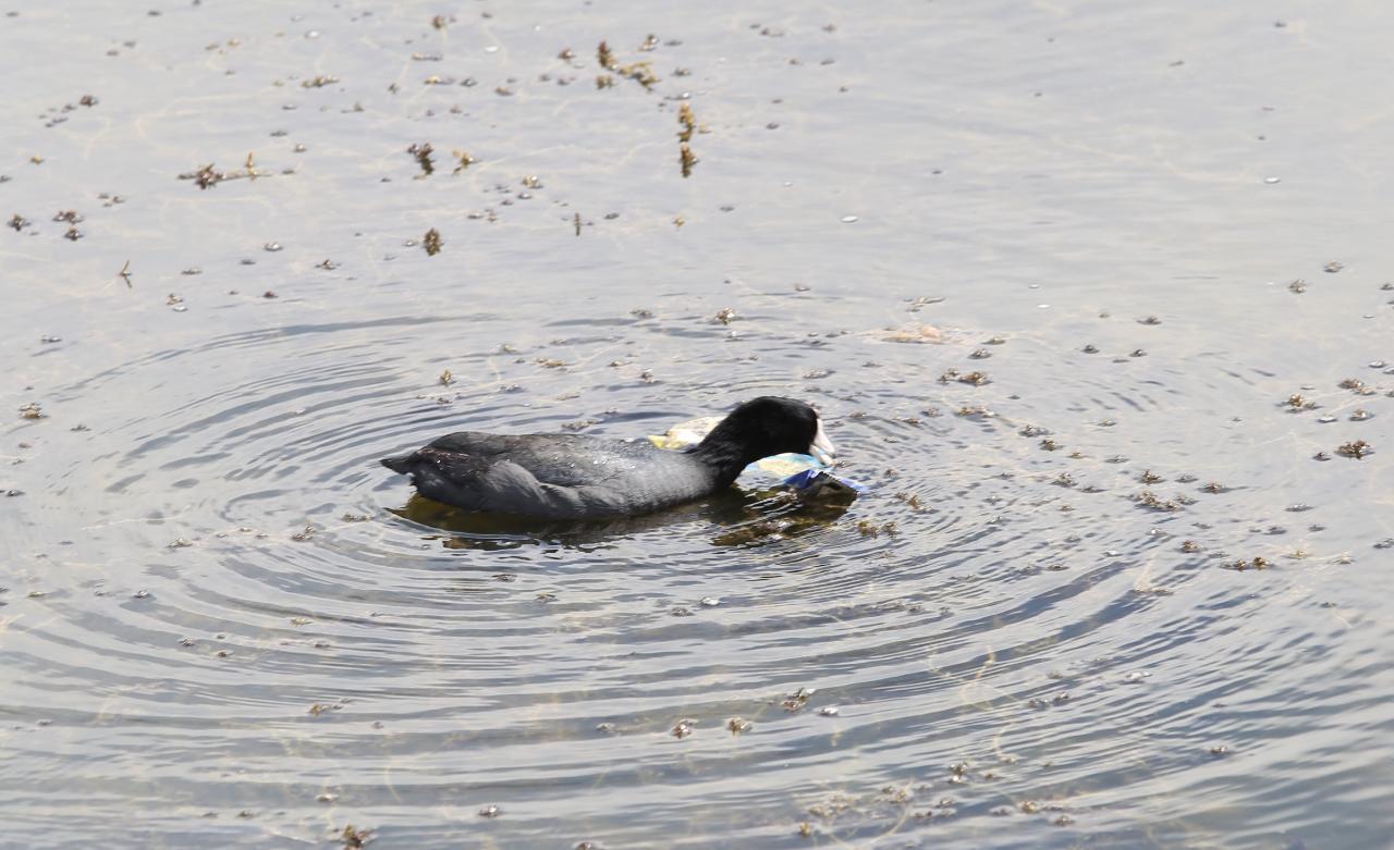 $!La Laguna del Camarón, en Mazatlán, está convertida en depósito de plásticos, vidrios y un sinfín de contaminantes