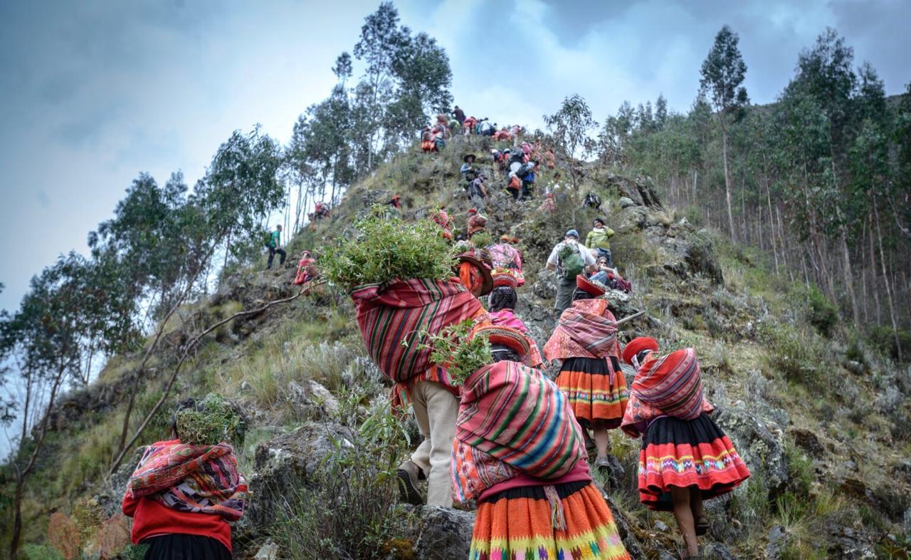 $!Jornada de reforestación en la cordillera de Vilcanota en Perú.
