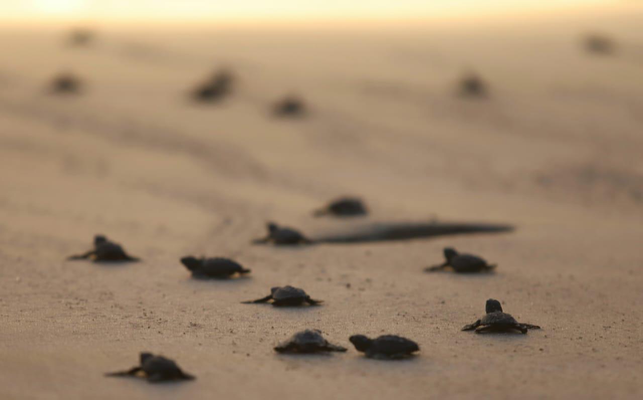 $!La liberación de tortugas se fusiona con el atardecer en Mazatlán