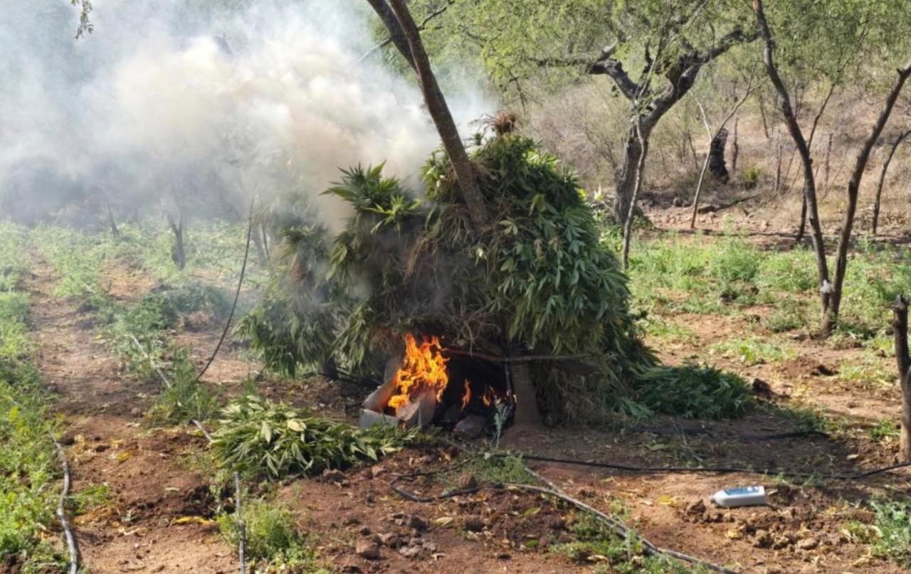$!Destruyen sembradíos y secadero de marihuana en Badiraguato y Elota