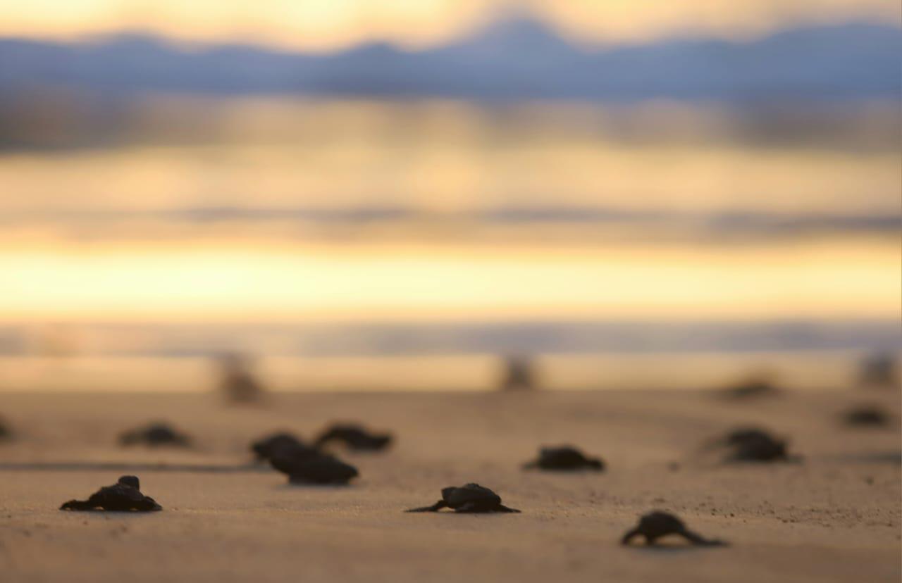 $!La liberación de tortugas se fusiona con el atardecer en Mazatlán