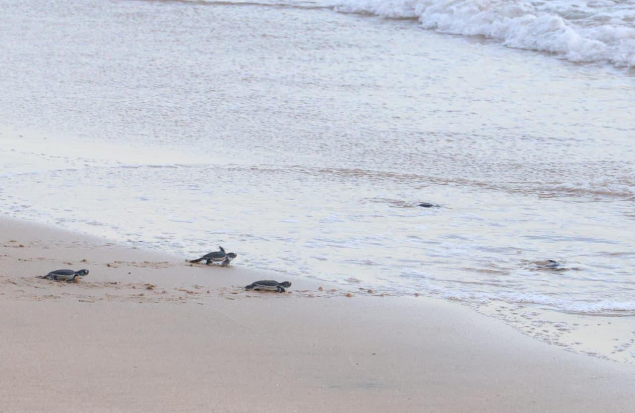 $!Liberan 43 crías de tortuga negra en playas de Mazatlán
