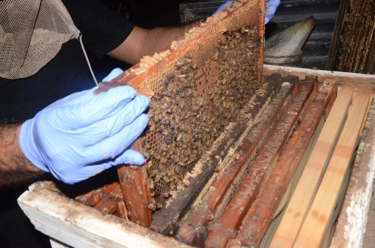 $!Aseguran 1.2 millones de pastillas de fentanilo en panales de abeja al norte de Culiacán