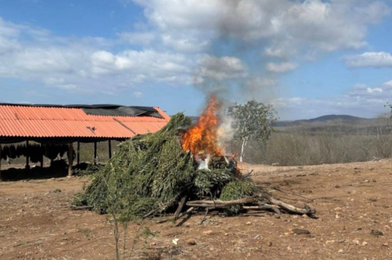 $!Destruyen sembradíos y secadero de marihuana en Badiraguato y Elota