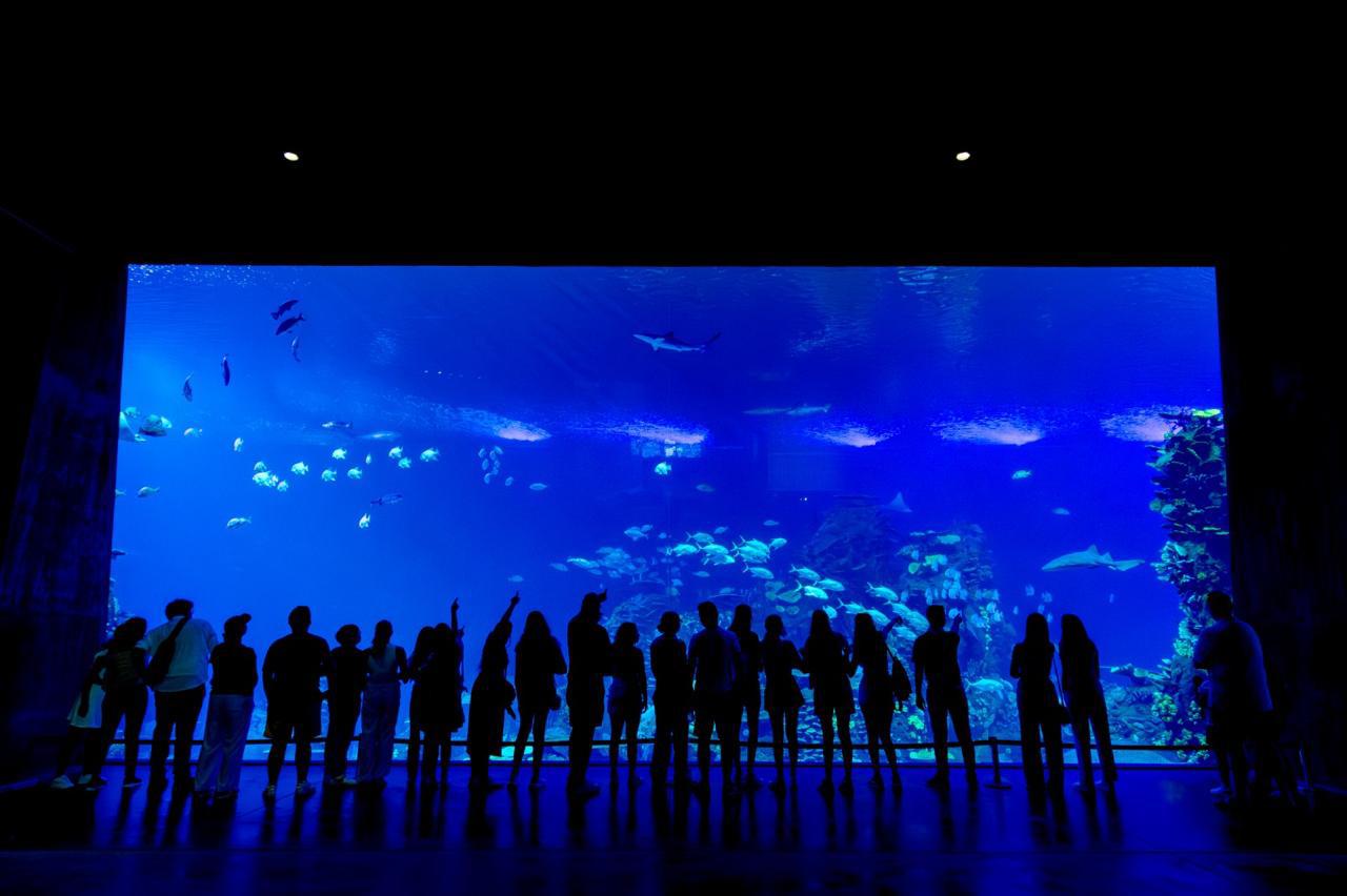 $!Gran Acuario Mazatlán celebra 3 años con 1,000 rescates y casi 2.3 millones de exploradores
