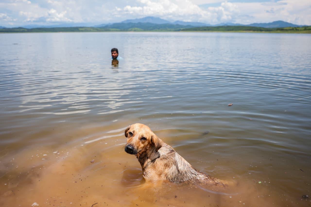 $!Llevan programa de repoblamiento de alevines a Presa Sanalona, en Culiacán
